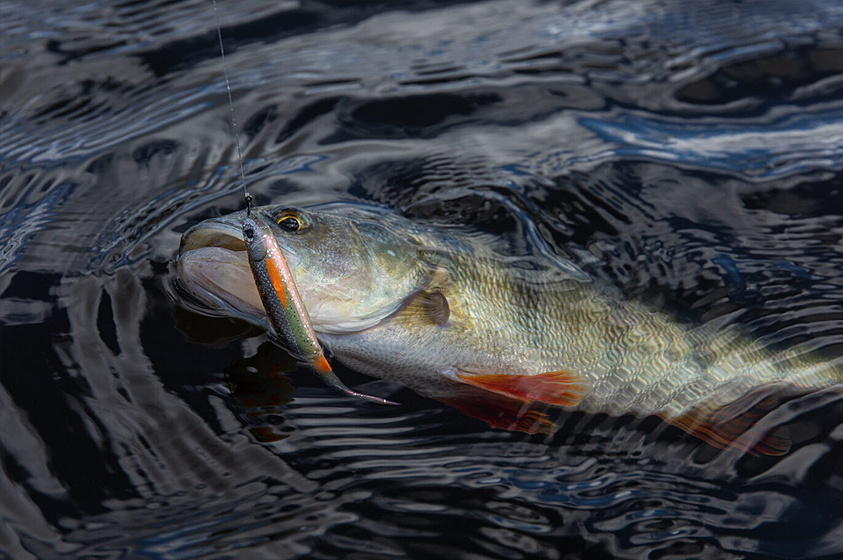 5 Astuces pour Réussir la Pêche au Drop Shot!