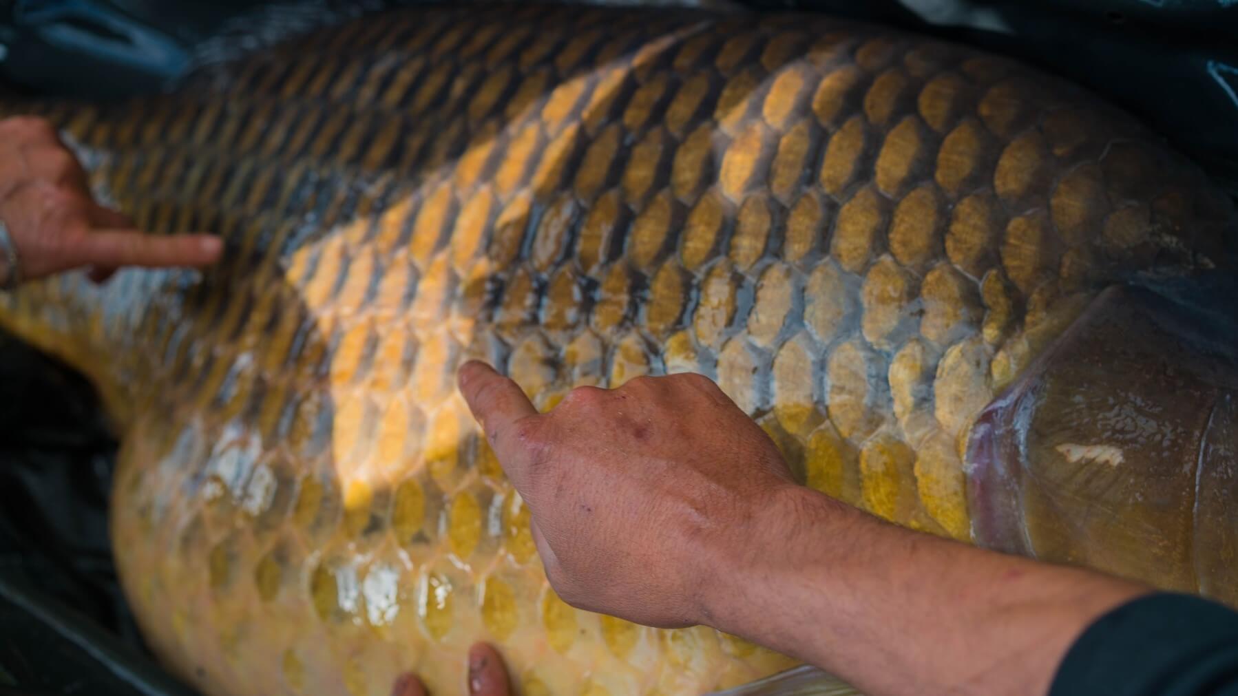 Écailles de poisson Carpe