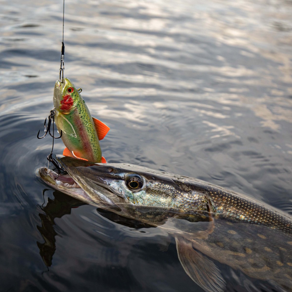 Leurre souple dans la bouche du brochet - Pêche au Brochet 